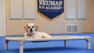 Marley (Pekingese X Beagle) Dog Training Demonstration