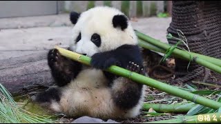 厉害了我花, 竟然已经开始啃这么大的大竹竿了🎋🥳😅 He Hua started chewing such a big bamboo pole! | Panda HeHua【大熊猫和花】