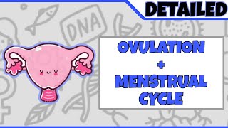 DEVELEOPMENTAL BIOLOGY-OVULATION/FEMALE GAMETOGENESIS+MENSTRUAL CYCLE DETAILED #biology #youtube