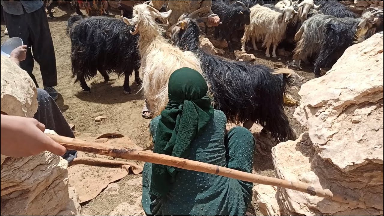 Nomadic Life In Iran Milking Goats By Nomads Women Youtube