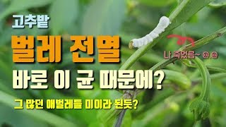 고추벌레(담배나방 등)가 백강균에 감염되어 전멸하였습니다. 균에 의해 자연적으로 죽기도합니다. 고추농사