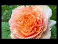 8 orange roses apricot roses in zone 5 garden david austin kordes weeks and more. 5区橙色玫瑰月季品种介绍