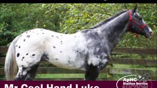 2018 ApHC Stallion Service Auction3