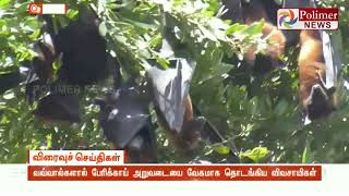 நீலகிரியில் பேரிக்காய் சீசன் ஆரம்பம்