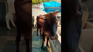 fresh dairy farm bogra#cow #shortvideo #viral #trending