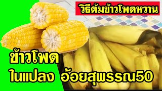 สูตรการต้มข้าวโพดให้หอม หวาน อร่อย  ข้าวโพดอินทรีย์จากสวนอ้อยคั้นน้ำ ปลูกอ้อยคั้นน้ำได้ข้าวโพด