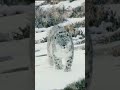 Snow leopard The hunter wildlife #shorts