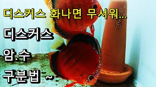 디스커스 산란 번식 확실한 암수구별법~ 영상 위해 체착 포기!! 열대어 화나면 무섭..