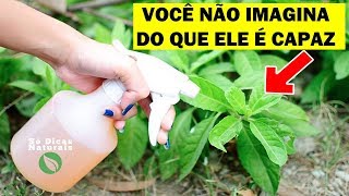 👉Coloque VINAGRE Em Suas PLANTAS🌿 E 1 Minuto Depois Isto Irá Acontecer