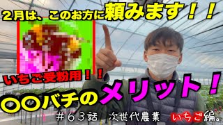 いちごの育て方｜この時期ミスると、いちごできません。イチゴ受粉について。｜マルハナバチのメリット