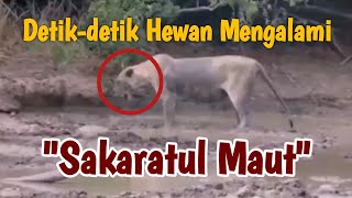 DETIK-DETIK KEMATIAN HEWAN - SAKARATUL MAUT😱😱