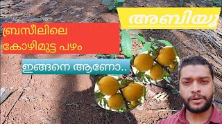 അബിയു മരം നട്ടു. / planting abiu tree.