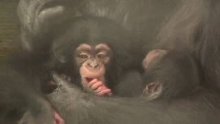 東山チンパンジー 双子の赤ちゃん 26  Chimpanzee twin baby