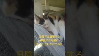 寝てる野良の三毛猫にちょっかいかけてみた結果 #ねこ #かわいい #癒し