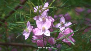 Illawarra Escarpment (dry).wmv