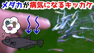 メダカが病気になるキッカケ！～春夏秋冬で病気になる原因（理由）～【媛めだか】