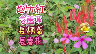 [輕輕鬆鬆，賞花遊蹤] 荔枝角公園 | 炮竹紅 | 含羞草 | 長柄菊 | 長春花 | 圓錐大青 Lai Chi Kok Park | Firecracker Red | Mimosa Pudica