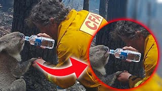 7 Animals That Asked People For Help