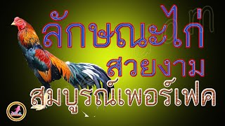 ลักษณะไก่ดี ไก่สวยงาม ที่ถือว่าสมบูรณ์แบบที่สุด...!!!