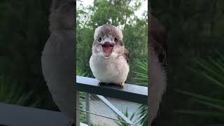 Gorgeous baby kookaburra ‘Waddles’ 😍 | National Bird Week | Pets \u0026 Animals | Shorts | ABC Australia