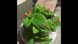 พรมญี่ปุ่น ใบกำมะยี่ ดอกแดง