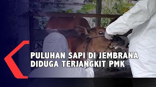 Puluhan Sapi Di Jembrana Diduga Terjangkit PMK