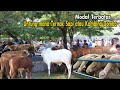 Modal terbatas,Untung besar mana!! Ternak kambing Domba atau Sapi