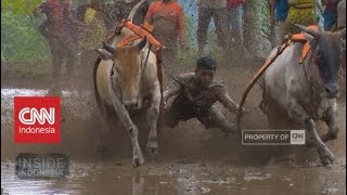 Pacu Jawi Anak Nagari - Inside Indonesia