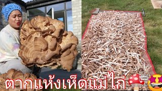 🙏🍄เก็บ​เห็ด​แม่ไก่มาไว้ทําเมนู​fcแนะนำ​ค้า09/09/2022#