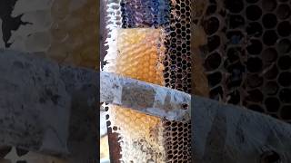 मधुमक्खी का छत्ता काटने का तरीका #trending #ytshorts #short_video beekeeping honey