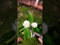 short flower in white