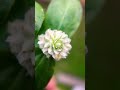 short flower in white