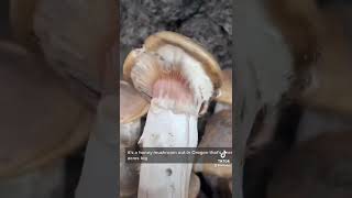 Honey Mushrooms 🍯🍄 - The Largest Organism on Earth 🌏