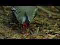 ♪鳥くん野鳥動画（thaiタイrs）ミヤマハッカン♂採食101a9953