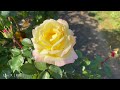 【4k】京成バラ園 keisei rose garden 2022年11月11日の様子