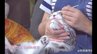 给猫咪清理眼屎的正确方法，看它舒服的样子~