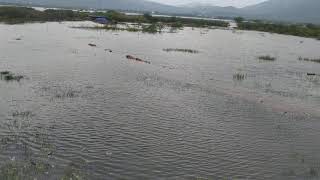 kanyaka cheruvu full of water