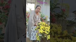 #terracegardens #gardening , #flowerpots చామంతి పూలు గుత్తులు గుత్తులుగా