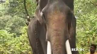 NANU EZHUTHACHAN SOORYAN // CHULLIPPARAMPIL SOORYAN /നാണു എഴുത്തച്ഛൻ സൂര്യൻ /BEAUTIFUL  ELEPHANT