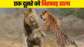 Heartbreaking battle between dangerous predators. Deadliest Battles Between Carnivores