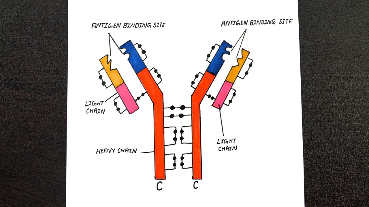 Structure Of Antibody Diagram || Diagram Of Antibody Molecule || Class ...