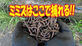 ウナギ釣りに必要なミミズは○○で簡単に捕れます!!!　【うなぎ釣り】