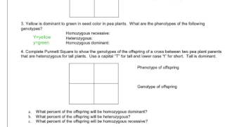 Punnett Square Practice #3