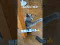 【無限ループ】今日のブリティッシュのあおくん イヤホンで無限に遊ぶ shorts ショート 子猫動画 ちいかわ