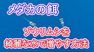 ゾウリムシを綺麗な水で育てる方法 滋賀県のメダカ販売店 めだか藁屋 高木正臣