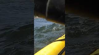 Kayaks COLLIDE due to boat wake! (Itiwit X500 + Kokopelli Moki Lite)