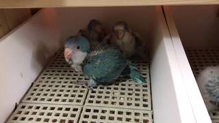 オキナインコのワキワキダンス