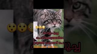 കാട്ടു പൂച്ച പൊടിക്കുഞ്ഞിനെ ചെയ്തതു കണ്ടോ😲#shorts#wild cats