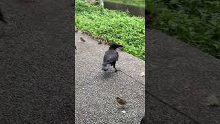 鴨さんに向かって行く子カラスさん😱😱😱