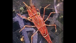 Camel shrimp - Rhynchocinetes durbanensis